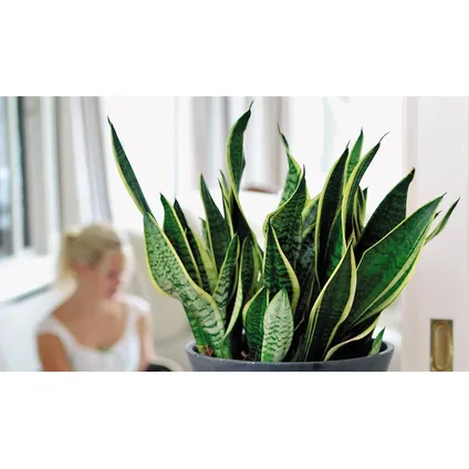 Plantes d'intérieur 'Easy Care' - Set de 4 - Pot 12cm - Hauteur 25-40cm 3