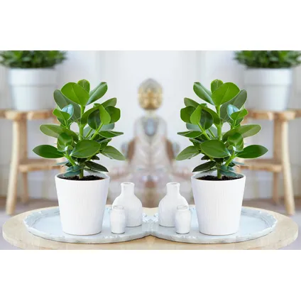 Plantes d'intérieur 'Easy Care' - Set de 4 - Pot 12cm - Hauteur 25-40cm 4