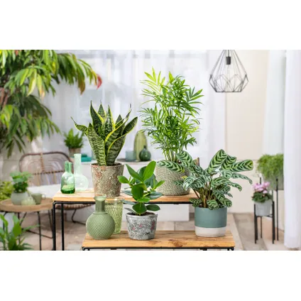 Plantes d'intérieur 'Easy Care' - Set de 4 - Pot 12cm - Hauteur 25-40cm 6
