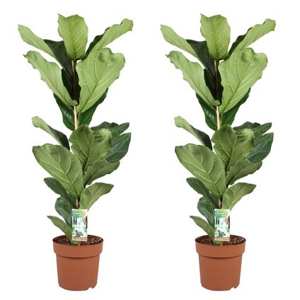 Ficus Lyrata - Set van 2 - Vioolbladplant - Pot 21cm - Hoogte 70-90cm