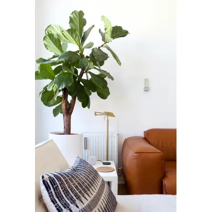 Ficus Lyrata - Set van 2 - Vioolbladplant - Pot 21cm - Hoogte 70-90cm 3
