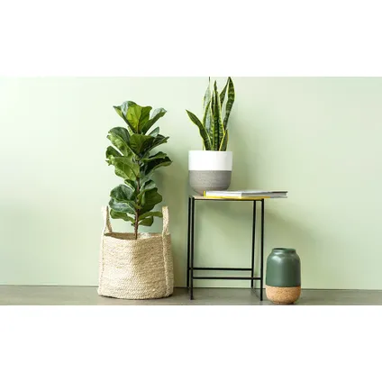 Ficus Lyrata - Set van 2 - Vioolbladplant - Pot 21cm - Hoogte 70-90cm 4