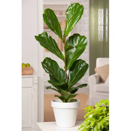 Ficus Lyrata - Set van 2 - Vioolbladplant - Pot 21cm - Hoogte 70-90cm 5