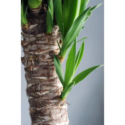 Yucca Elephantipes - Palmlelie - Kamerpalm - Pot 17cm - Hoogte 70-80cm 2