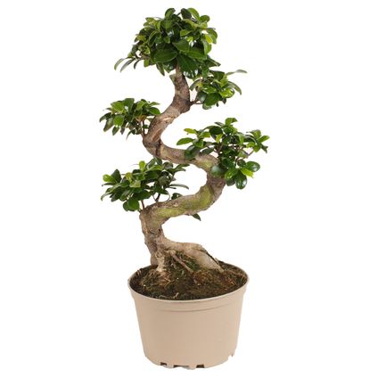 Ficus Ginseng forme de S - Bonsaï japonais - Pot 20cm - Hauteur 55-65cm