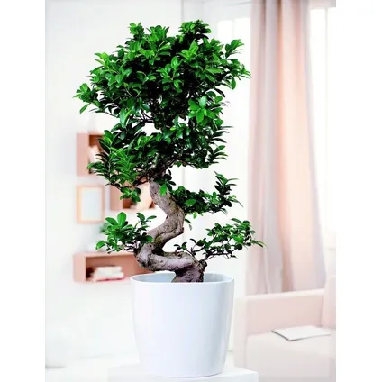 Ficus Ginseng S-vorm - Japanse Bonsai - Pot 20cm - Hoogte 55-65cm 3