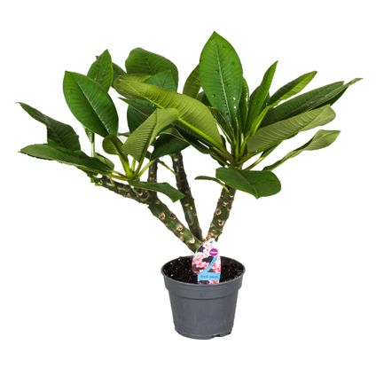 Plumeria Frangipani Hawaii - Pot 17cm - Hoogte 45-55cm