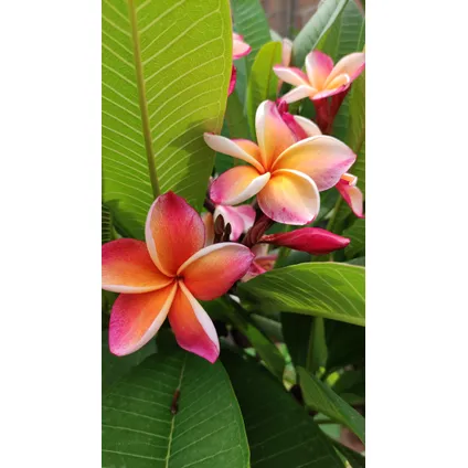 Plumeria Frangipani Hawaii - Pot 17cm - Hoogte 45-55cm 2