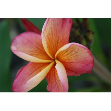 Plumeria Frangipani Hawaii - Pot 17cm - Hoogte 45-55cm 3