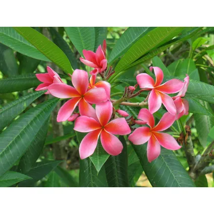 Plumeria Frangipani Hawaii - Pot 17cm - Hoogte 45-55cm 5
