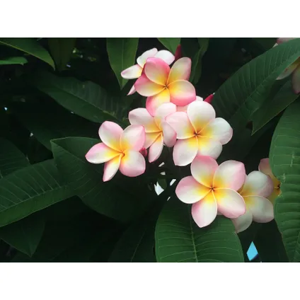 Plumeria Frangipani Hawaii - Pot 17cm - Hoogte 45-55cm 6
