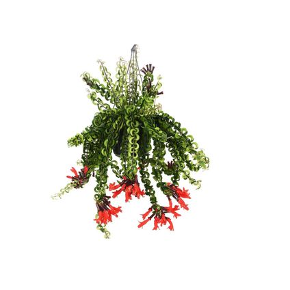 Aeschynantus Twister - Lippenstiftplant - Hangplant - Pot 15cm - Hoogte 20-30cm