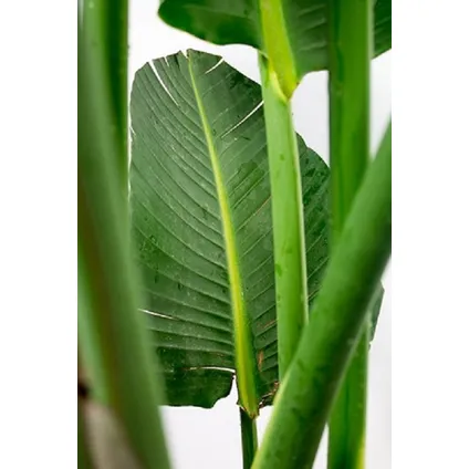 Strelitzia Nicolai - Paradijsvogelbloem - Kamerplant - Pot 21cm Hoogte 90-110cm 2