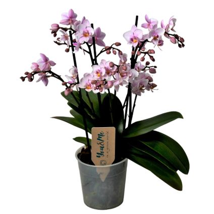 Phalaenopsis Multiflora - Orchidee roze - Pot 12cm - Hoogte 35-45cm