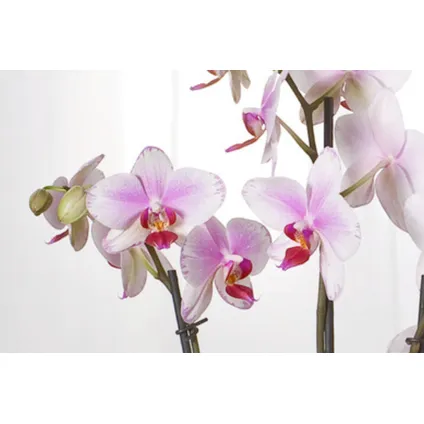 Phalaenopsis Multiflora - Orchidee roze - Pot 12cm - Hoogte 35-45cm 2