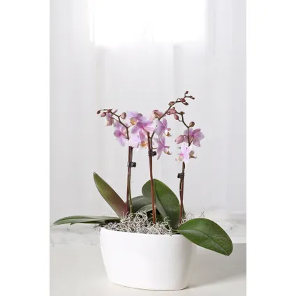 Phalaenopsis Multiflora - Orchidee roze - Pot 12cm - Hoogte 35-45cm 3