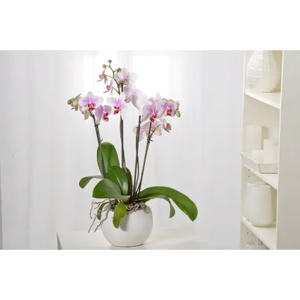 Phalaenopsis Multiflora - Orchidee roze - Pot 12cm - Hoogte 35-45cm 4
