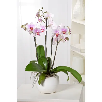 Phalaenopsis Multiflora - Orchidee roze - Pot 12cm - Hoogte 35-45cm 5