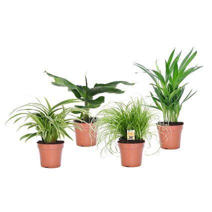Plantes d'intérieur amies des animaux - Mix de 4 - Pot 12cm - Hauteur 20-40cm