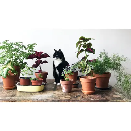 Plantes d'intérieur amies des animaux - Mix de 4 - Pot 12cm - Hauteur 20-40cm 5