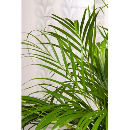 Dypsis Lutescens - Areca - Goudpalm - Kamerplant - Pot 17cm - Hoogte 60-70cm 2