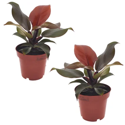Philodendron 'Sunlight' - Set van 2 - Pot 12cm - Hoogte 20-30cm