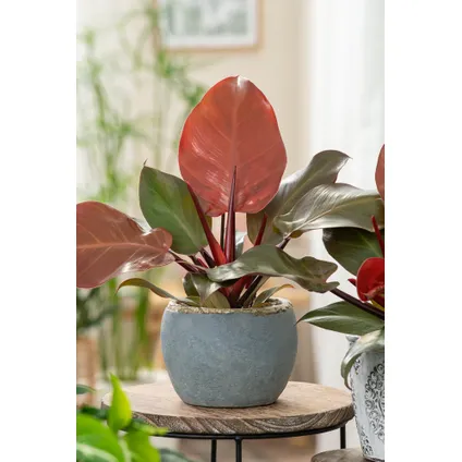 Philodendron 'Sunlight' - Set van 2 - Pot 12cm - Hoogte 20-30cm 3