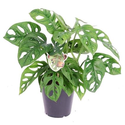 Monstera Monkey Mask - Rimpelgatenplant - kamerplant - Pot 12cm - Hoogte 25-30cm