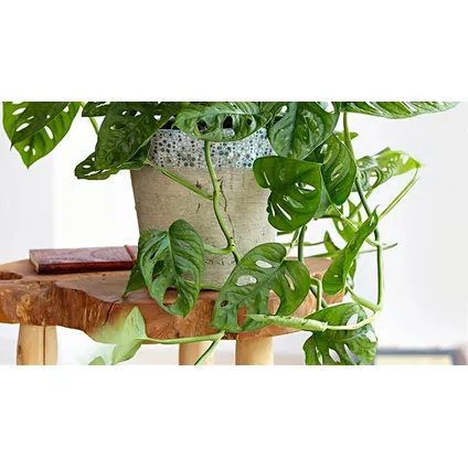 Monstera Monkey Mask - Rimpelgatenplant - kamerplant - Pot 12cm - Hoogte 25-30cm 3