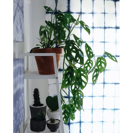 Monstera Monkey Mask - Rimpelgatenplant - kamerplant - Pot 12cm - Hoogte 25-30cm 5