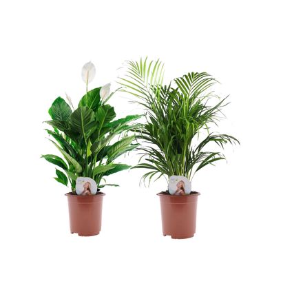 Areca & Spathiphyllum - Mix van 2 - Pot 17cm - Hoogte 60-75cm