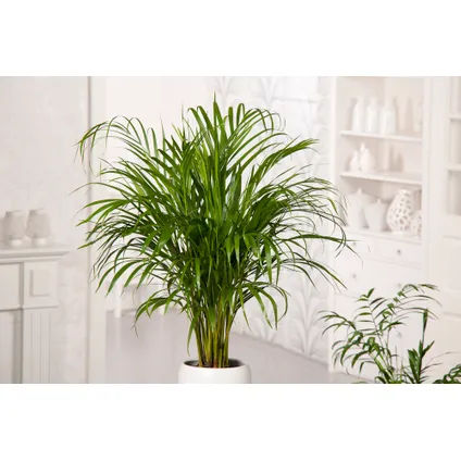 Areca & Spathiphyllum - Mix van 2 - Pot 17cm - Hoogte 60-75cm 5