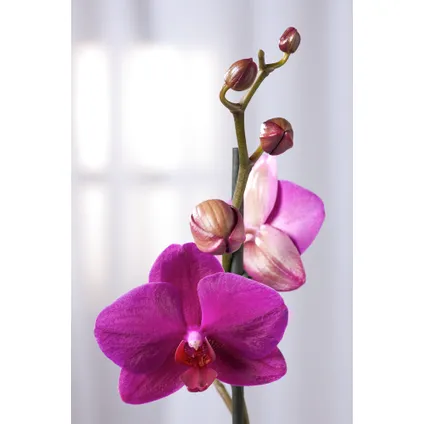 Phalaenopsis Multiflora - Orchidee Paars - Pot 12cm - Hoogte 35-45cm 2
