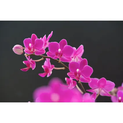 Phalaenopsis Multiflora - Orchidée Pourpre - Pot 12cm - Hauteur 35-45cm 3