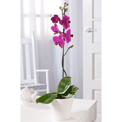 Phalaenopsis Multiflora - Orchidee Paars - Pot 12cm - Hoogte 35-45cm 4