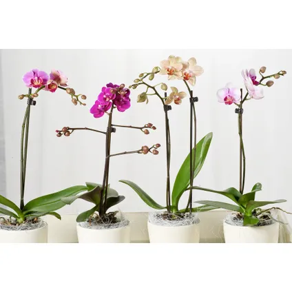 Phalaenopsis Multiflora - Orchidee Paars - Pot 12cm - Hoogte 35-45cm 5