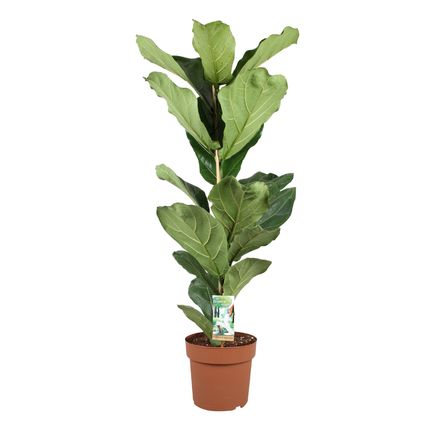 Ficus Lyrata - Vioolbladplant - Tabaksplant - Pot 21cm - Hoogte 70-90cm