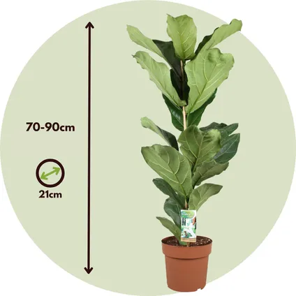 Ficus Lyrata - Vioolbladplant - Tabaksplant - Pot 21cm - Hoogte 70-90cm 2