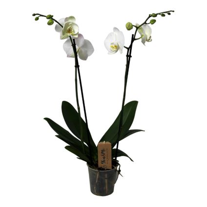 Phalaenopsis - Orchidee Wit - Pot 12cm - Hoogte 50-60cm