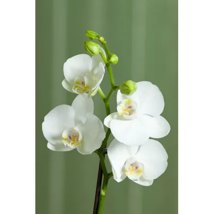 Phalaenopsis - Orchidee Wit - Pot 12cm - Hoogte 50-60cm 2