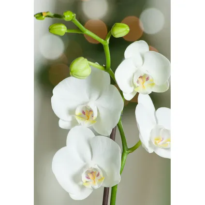 Phalaenopsis - Orchidee Wit - Pot 12cm - Hoogte 50-60cm 3