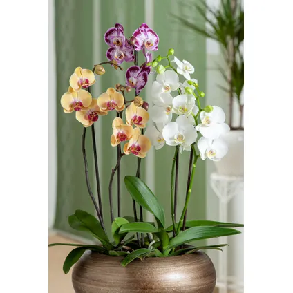Phalaenopsis - Orchidee Wit - Pot 12cm - Hoogte 50-60cm 4