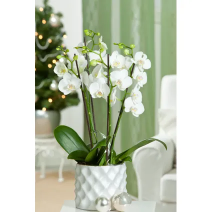 Phalaenopsis - Orchidee Wit - Pot 12cm - Hoogte 50-60cm 5
