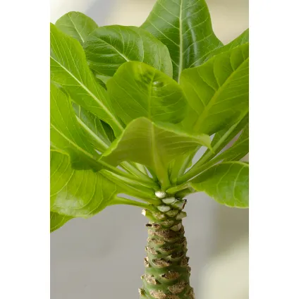 Brighamia Insignis - Set de 2 - Palmier hawaïen - Pot 12cm - Hauteur 25-35cm 3