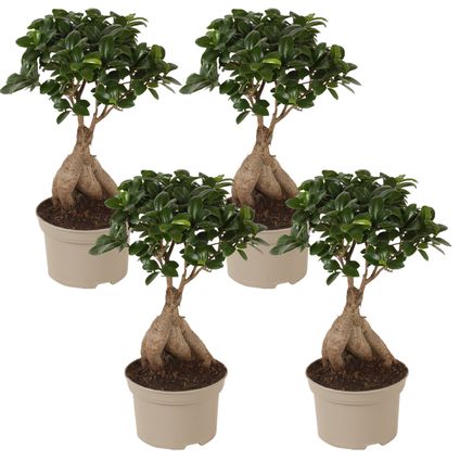 Bonsaï Ficus Ginseng - Set de 4 - Pot 12cm - Hauteur 30-40cm