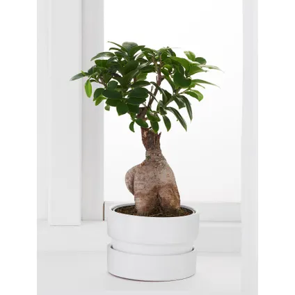 Ficus Ginseng - Japanse Bonsai - Set van 4 - Pot 12cm - Hoogte 30-40cm 2