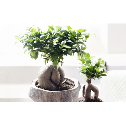 Ficus Ginseng - Japanse Bonsai - Set van 4 - Pot 12cm - Hoogte 30-40cm 3