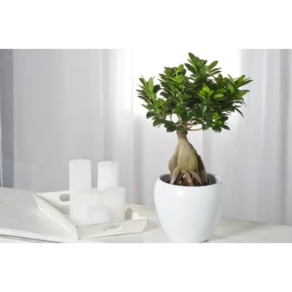 Ficus Ginseng - Japanse Bonsai - Set van 4 - Pot 12cm - Hoogte 30-40cm 5