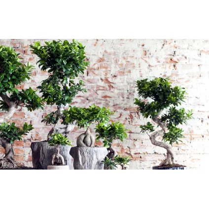 Ficus Ginseng - Japanse Bonsai - Set van 4 - Pot 12cm - Hoogte 30-40cm 6