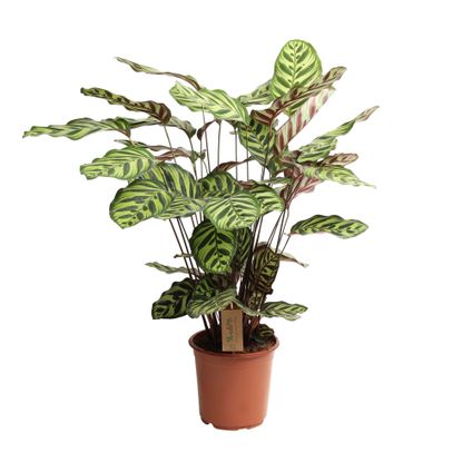 Calathea Makoyana - Tropisch plant - Pot 21cm - Hoogte 60-70cm